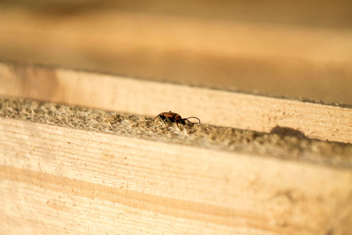 can termites eat a timber floor (3)