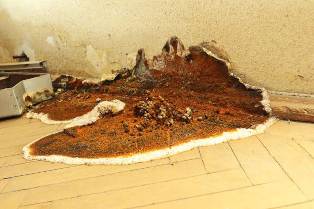 how do you fix wet rot & dry rot wood 2
