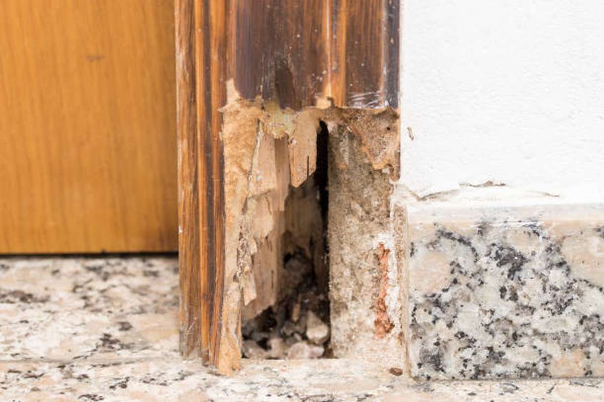 how do you repair a rotted sill plate (3)