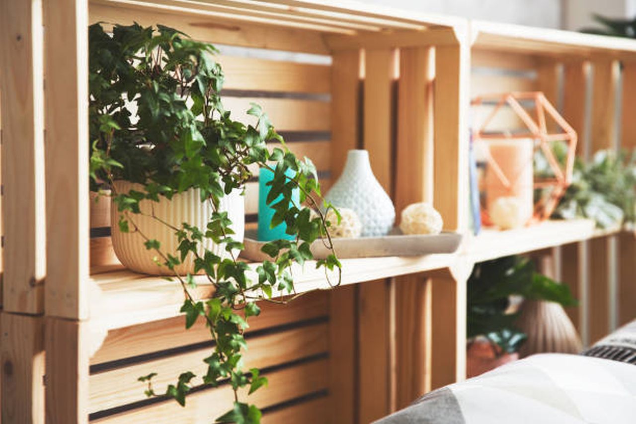 plants for home decor (2)