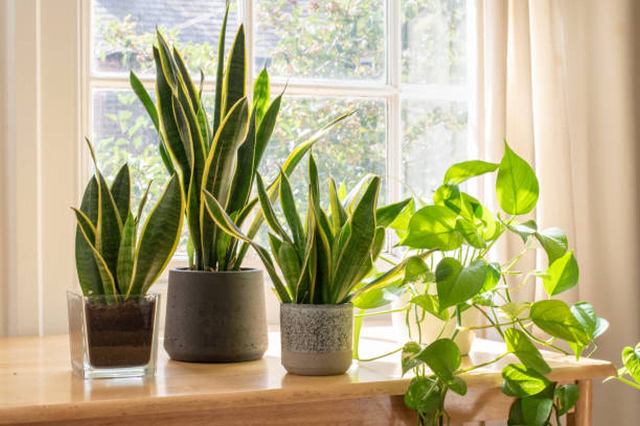 plants for home decor (3)